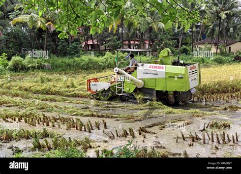 Combined rice harvester harvesting ripe paddy plants at Santa Cruz ...