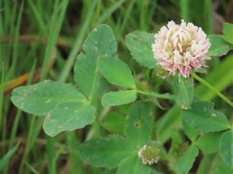 White Clover – Trifolium Repens: Edible & Medicinal Uses of the ...