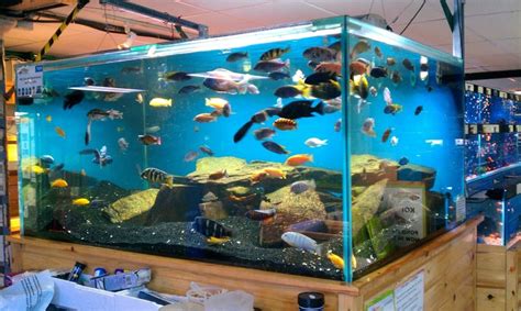 A Beginner’s Guide To Tropical Fish Tanks And Aquariums - Tropical Fish Site