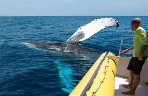 Whale Watching on Maui - Travelmaping