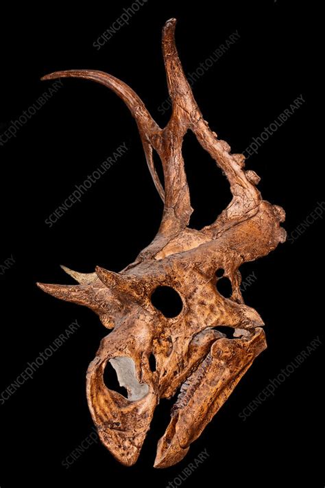 Diabloceratops Skull - Stock Image - C042/9878 - Science Photo Library