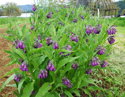 Comfrey, True Comfrey Seeds – Gran's Garden Seeds