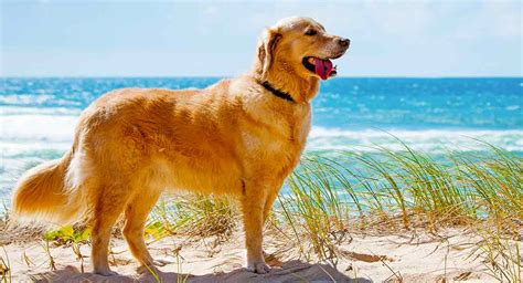 How Long Do Golden Retrievers Live – A Golden Retriever Lifespan Guide