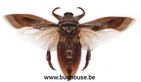 Waterbug - Bughouse insecten en entomologie winkel