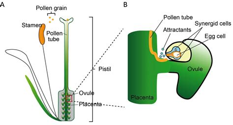 Fertilization Process in Plant [IMAGE] | EurekAlert! Science News Releases