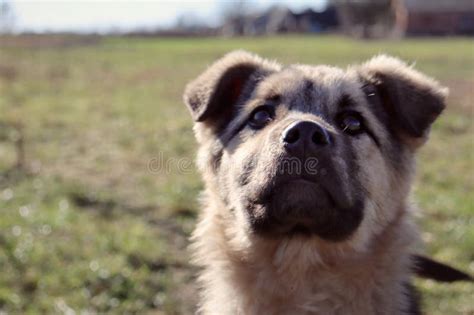 Dog Portrait in Village, Nature Stock Image - Image of village, animal ...