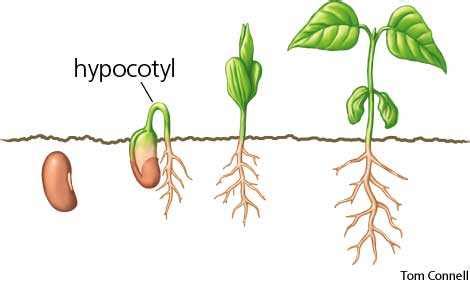 Hypocotyl dictionary definition | hypocotyl defined