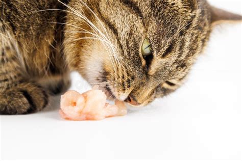 Tabby Cat Eating Raw Chicken Meat on White Background Stock Image ...