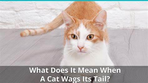 What Does It Mean When A Cat Wags Its Tail? Find Out Here!