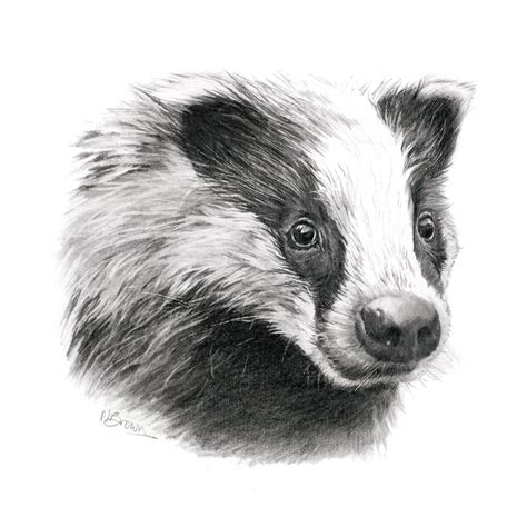 Badger Sketch - Marie Brown Fine Art