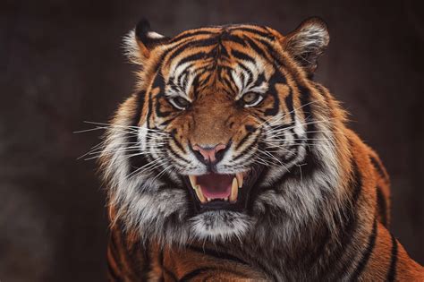 Download Roar Animal Tiger HD Wallpaper