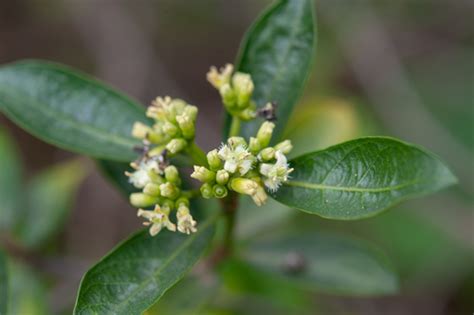 Morinda officinalis · iNaturalist