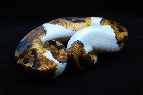 Piebald Ball Python - 3 by JAMills on DeviantArt