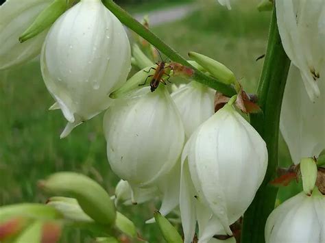 New Mexico State Flower | Yucca