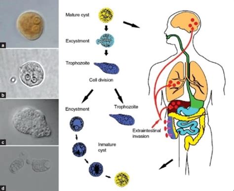 Life cycle of E. histolytica/E. dispar. a) Mature cyst | Open-i