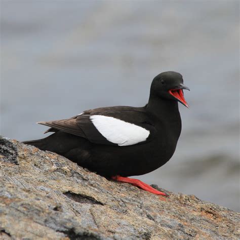 Identify Dutch birds