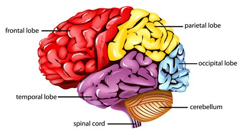 Parietal lobe : anatomy, location & function - NEET PG - www.MedicalTalk.Net the Best Medical ...