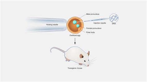 Transgenic