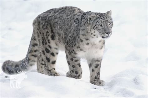 10 Animals That Live In The Snow — Forest Wildlife