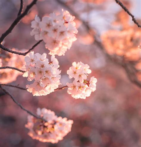 Amazing Photos of Peak Cherry Blossom Bloom in DC