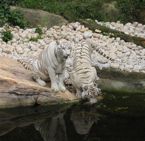 File:White tigers drinking.jpg - Wikimedia Commons