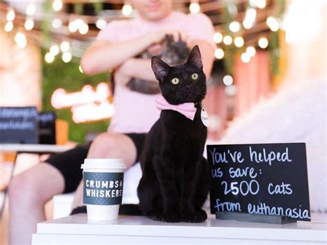 Best Cat Cafes in the U.S. Every Cat Person Needs to Visit | Always Pets