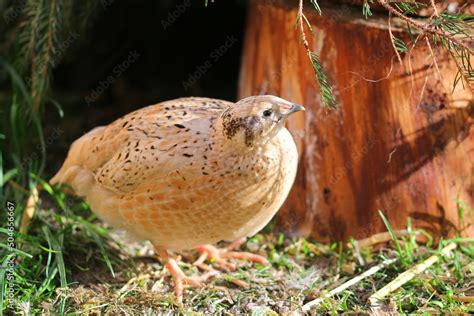 Laying quail in a habitat suitable for the species Stock Photo | Adobe ...