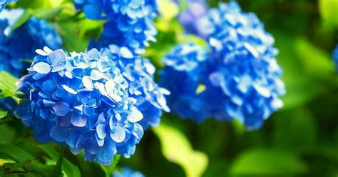 Blue Hydrangea - Blue Hydrangea Care and Info