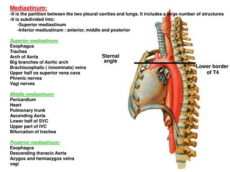 PPT - Sternal angle PowerPoint Presentation, free download - ID:957362