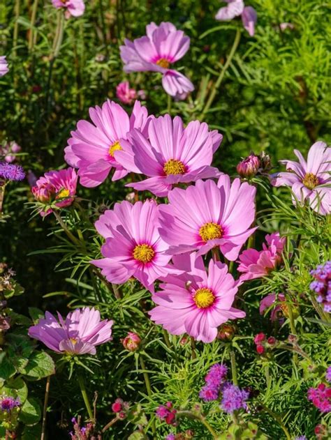 How To Grow & Care For Cosmos Plant - Agriculture Review