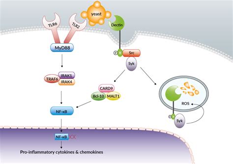 Dectin-1: a major receptor in antifungal immunity | Review | InvivoGen