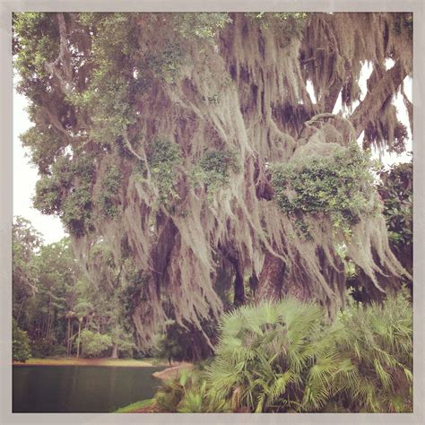 Oak tree with Spanish moss, Savannah, Georgia. Photo Credit: Horton ...