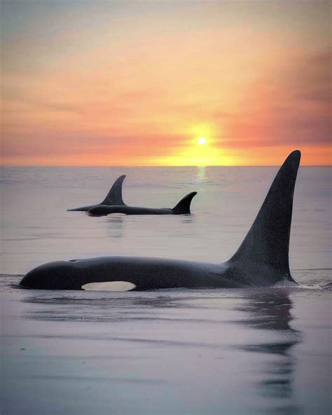 orca-sunset-marys-mark-photography-6 - WhatzViral