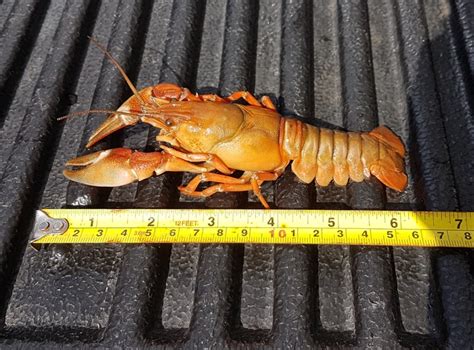 iN VIDEO: Never-seen-before lobster-size crayfish discovered in ...