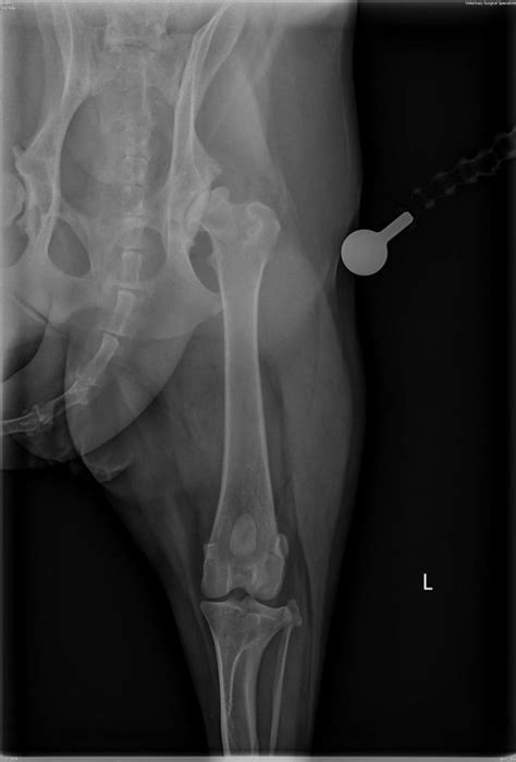 When Your Dog Needs Hip Surgery | Veterinary Surgical Specialists