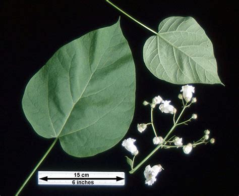 Catalpa speciosa | Landscape Plants | Oregon State University