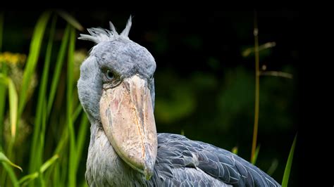 Image result for shoebill stork | Shoebill stork, Shoebill, Birds