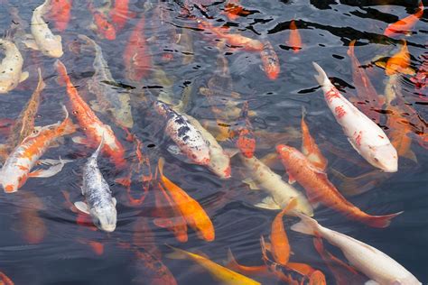 School of Fishes Underwater · Free Stock Photo