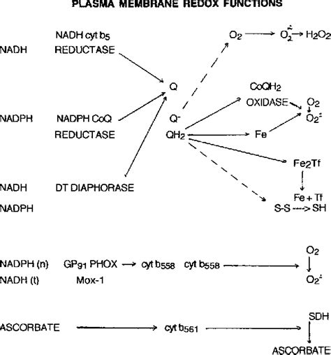 Biochemical functions of coenzyme Q10. - Semantic Scholar