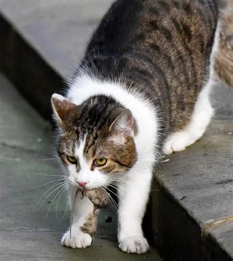 No10 Downing Street cat Larry misses out on a tasty treat as a pesky mouse escapes from his ...