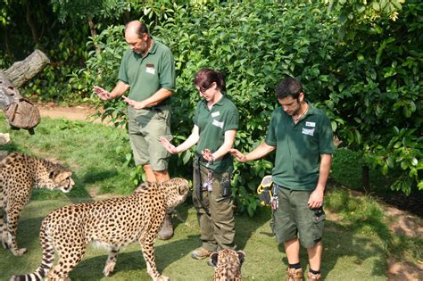 Paradise Zoo News: How to become a Zookeeper: