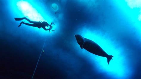 Seals are making 'Star Wars' noises at each other underwater, and we ...