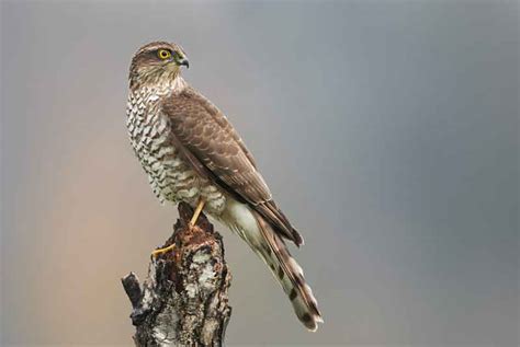 Sparrowhawk | Bird Identification Guide | Bird Spot