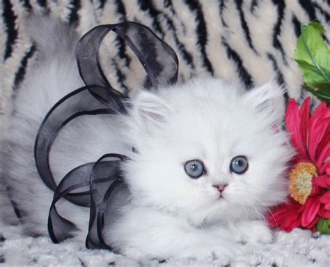 Teacup Persian Kittens : 7 Cute Miniature Persian Cat | Biological ...