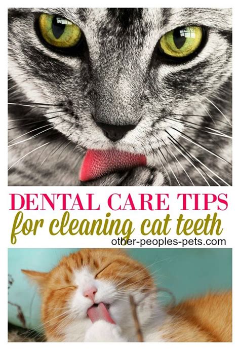 Cat Dental Care Tips for Cleaning Cat Teeth Easily | Cat care tips, Dental care, Cat care