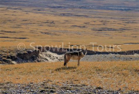 Qinghai Wildlife & Landscape | Qinghai Best Tour | SnowLion Tours