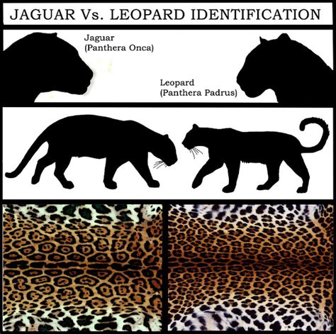 Computational Landscape Ecology: Jaguar vs Leopard Identification