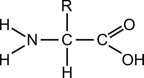 Free download amino acid structure - nrareg