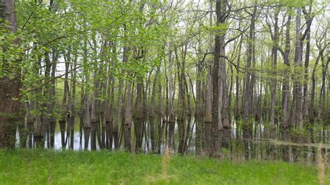 Mississippi Forest Mapping - Conservation Biology Institute