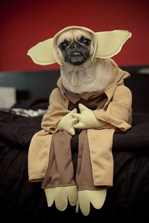 Funny Pug Pictures | CrazeCentral